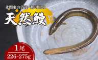 天然鰻北関東の清流「那珂川産」 1尾 226～275g 真空冷凍 | 鰻 うなぎ ウナギ 天然 天然うなぎ 希少 貴重 鮮魚 新鮮 北関東 清流 蒲焼 かば焼き 白焼き 炭火焼 うな重 うな丼 Riverline 栃木県 茂木町