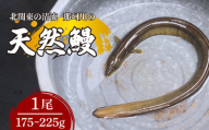 天然鰻 北関東の清流「那珂川産」 1尾 175～225g 真空冷凍 | 鰻 うなぎ ウナギ 天然 天然うなぎ 希少 貴重 鮮魚 新鮮 北関東 清流 蒲焼 かば焼き 白焼き 炭火焼 うな重 うな丼 Riverline 栃木県 茂木町