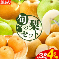 訳あり なし 梨 旬 鳥取県産 旬の梨セット 選べる内容量 約3kg (3〜10玉) 約4kg (4〜13玉) 高間商店 [2025年8月下旬-2026年3月中旬頃出荷]鳥取県 八頭町 梨 なし 果物 フルーツ 幸水 豊水 秋栄梨 秋甘泉 新甘泉 新高梨 あたご梨 王秋梨