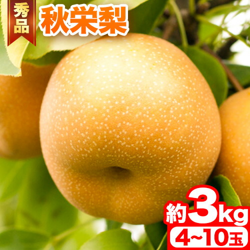 【先行予約】秀品 秋栄梨 約3kg (4～10玉) 《2025年8月中旬-9月下旬頃出荷》 鳥取県 八頭町 梨 なし ナシ 果物 フルーツ 先行予約 ふるさと納税 送料無料 甘い 果実 果汁 デザート 2091136 - 鳥取県八頭町