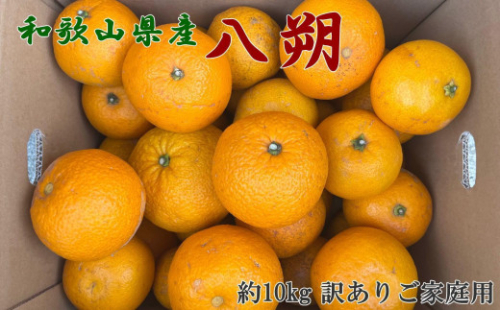 ［手選果 訳あり］和歌山 由良町産 八朔 約10kg サイズ混合 ご家庭用 ［TM205］ 2091137 - 和歌山県上富田町