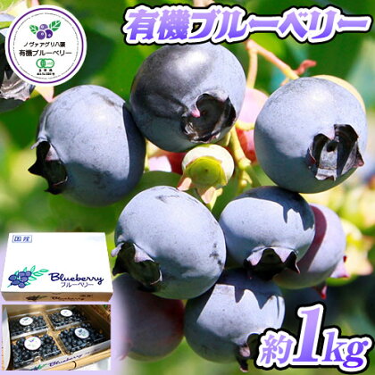 有機ブルーベリー1kg 完熟 ブルーベリー ノヴァアグリ八頭《6月中旬-8月上旬頃出荷予定》鳥取県 八頭町 果実 果物 スイーツ フルーツ 2091151 - 鳥取県八頭町