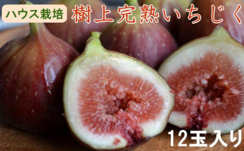 ［ハウス栽培］和歌山県産 樹上完熟 いちじく 12玉入り ★2025年8月より順次発送 ［TM207］ 2091154 - 和歌山県上富田町