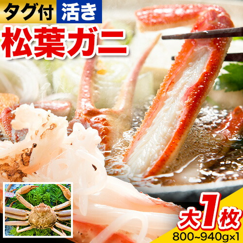【活き】タグ付き松葉ガニ 大1枚(800～940g) 高間商店《11月中旬-3月下旬頃出荷》鳥取県 八頭町 送料無料 カニ 蟹 松葉ガニ タグ付き ブランド 2091203 - 鳥取県八頭町