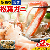 【活き】訳あり 松葉ガニ 大 2枚(1枚/800～940g前後) 高間商店《2026年11月中旬-3月下旬頃出荷》鳥取県 八頭町 送料無料 カニ 蟹 かに 訳あり 鍋 珍味 冬 グルメ ズワイガニ