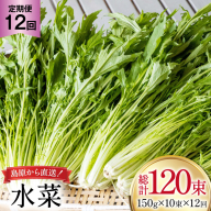 AI337 定期便 12回 水菜 10束 [ 野菜 みずな サラダ やさい 冷蔵 葉物野菜 田中農園 長崎県 島原市 ]