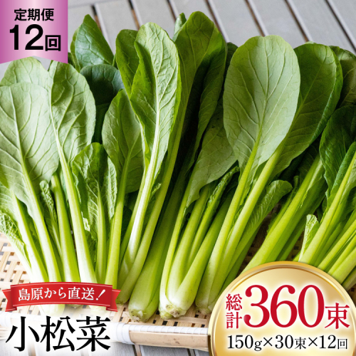AI334 定期便 12回 小松菜 30束 [ 野菜 こまつな やさい 冷蔵 葉物野菜 田中農園 長崎県 島原市 ] 2091675 - 長崎県島原市