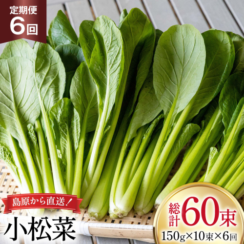 AI330 定期便 6回 小松菜 10束 [ 野菜 こまつな やさい 冷蔵 葉物野菜 田中農園 長崎県 島原市 ] 2091679 - 長崎県島原市
