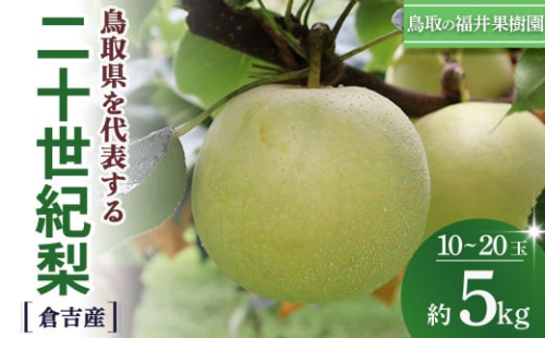 二十世紀梨 5kg（10～20玉） 倉吉産 福井果樹園 二十世紀梨 20世紀梨 梨 なし ナシ ブランド梨 果物 フルーツ 和梨 数量限定