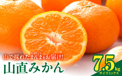 MK1051_【2025年先行予約】みかん 山から直送 箱込 7.5kg ( 内容量 6.8kg ) 鮮度優先ごろごろ規格 和歌山県産 産地直送 【みかんの会】 2091726 - 和歌山県湯浅町