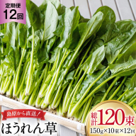 AI325 定期便 12回 ほうれん草 10束 [ 野菜 ホウレン草 やさい ホウレンソウ 冷蔵 葉物野菜 田中農園 長崎県 島原市 ]