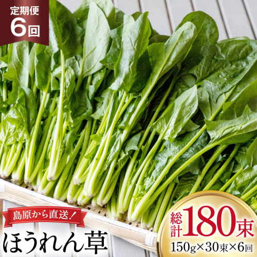 AI327 定期便 6回 ほうれん草 30束 [ 野菜 ホウレン草 やさい ホウレンソウ 冷蔵 葉物野菜 田中農園 長崎県 島原市 ] 2091734 - 長崎県島原市