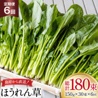 AI327 定期便 6回 ほうれん草 30束 [ 野菜 ホウレン草 やさい ホウレンソウ 冷蔵 葉物野菜 田中農園 長崎県 島原市 ]