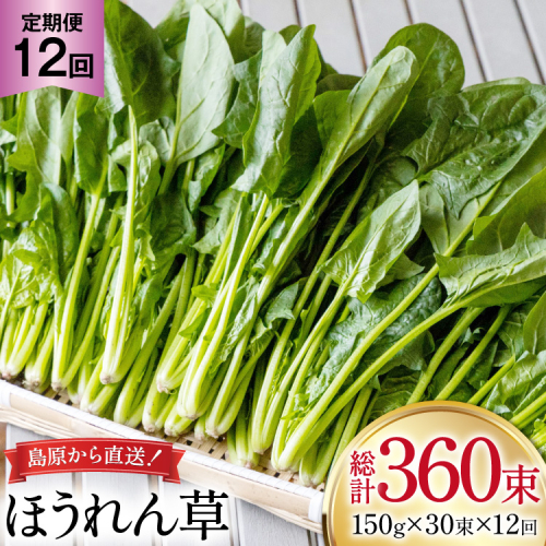 AI328 定期便 12回 ほうれん草 30束 [ 野菜 ホウレン草 やさい ホウレンソウ 冷蔵 葉物野菜 田中農園 長崎県 島原市 ] 2091736 - 長崎県島原市
