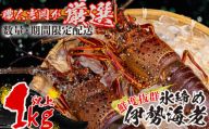 氷締め伊勢海老  吉岡 ( サイズ 混合 えび エビ いせえび 高級 鮮魚 イセエビ 海鮮 魚介 刺身 焼き物 汁物 ギフト 贈答 贈り物 祝い 歳暮 中元 高知 天然 海の幸 高知県 須崎市 ) IKY079