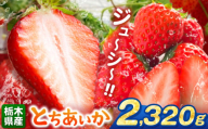 とちあいか 2320g | 果物 くだもの フルーツ 野菜 やさい ヤサイ 苺 イチゴ いちご とちあいか 新鮮 甘い 数量 限定 美味しい 果物 共通返礼品 フルーツ デザート 栃木県 那珂川町 送料無料