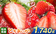 とちあいか 1740g | 果物 くだもの フルーツ 野菜 やさい ヤサイ 苺 イチゴ いちご とちあいか 新鮮 甘い 数量 限定 美味しい 果物 共通返礼品 フルーツ デザート 栃木県 那珂川町 送料無料