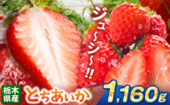とちあいか 1160g | 果物 くだもの フルーツ 野菜 やさい ヤサイ 苺 イチゴ いちご とちあいか 新鮮 甘い 数量 限定 美味しい 果物 共通返礼品 フルーツ デザート 栃木県 那珂川町 送料無料