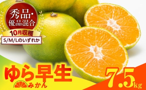 MK1055_【2025年先行予約】ゆら早生 みかん 箱込 7.5kg ( 内容量 6.8kg ) S M Lサイズのいずれか 秀品 優品 混合 有田みかん 和歌山県産 2094584 - 和歌山県湯浅町