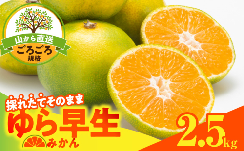 MK1065_【2025年先行予約】ゆら早生 みかん 山から直送 箱込 2.5kg ( 内容量 2.3kg ) 採れたてそのままごろごろ規格 有田みかん 和歌山県産 2094655 - 和歌山県湯浅町