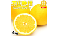 訳あり 河内晩柑 4kg 晩柑 ばんかん 柑橘類 果物 フルーツ [2025年7月下旬迄発送予定]