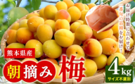 熊本県産 朝摘み 梅 4kg 3L・2L・L ・M サイズ不選別《5月中旬‐6月中旬頃出荷》 熊本県 球磨郡 山江村 つけもの 漬物 梅 梅干し うめぼし 朝採り 南高梅 白加賀 露茜
