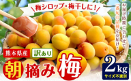熊本県産 訳あり 朝摘み 梅 2kg 大・中・小サイズ不選別《5月中旬‐6月中旬頃出荷》 熊本県 球磨郡 山江村 つけもの 漬物 梅 梅干し うめぼし 朝採り 南高梅 白加賀 露茜