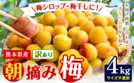 熊本県産 訳あり 朝摘み 梅 4kg 大・中・小サイズ不選別《5月中旬‐6月中旬頃出荷》 熊本県 球磨郡 山江村 つけもの 漬物 梅 梅干し うめぼし 朝採り 南高梅 白加賀 露茜