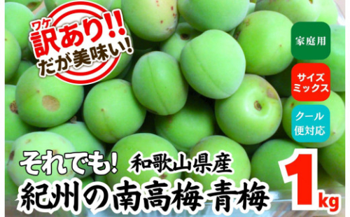 ［2026年6月上旬出荷］ 青梅 南高梅 約1kg 訳あり サイズミックス 和歌山県産 A品 梅酒作り用 梅ジュース作り用 2095304 - 和歌山県有田川町