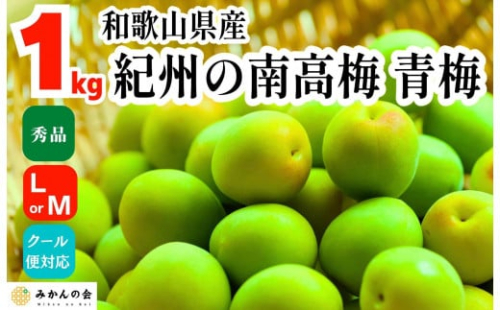 [2025年6月上旬出荷] 青梅 南高梅 約1kg 秀品 LまたはMサイズ 和歌山県産 A品 梅酒作り用 梅ジュース作り用 2095305 - 和歌山県有田川町