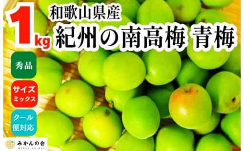 [2025年6月上旬出荷] 青梅 南高梅 約1kg 秀品 サイズミックス  和歌山県産 A品 梅酒作り用 梅ジュース作り用 2095306 - 和歌山県有田川町