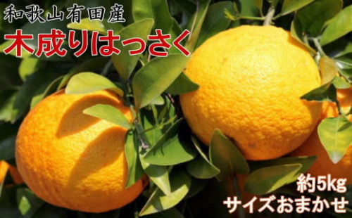 ★2026年3月下旬より発送★ こだわりの和歌山有田産木成り完熟八朔「さつき」 約5kg M～2Lサイズおまかせ 2095429 - 和歌山県有田川町