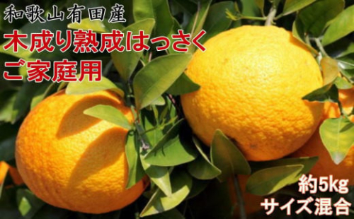 ★2026年3月下旬より発送★ ご家庭用 こだわりの和歌山有田産木成り熟成さつき八朔 約5kg サイズ混合  2095431 - 和歌山県有田川町