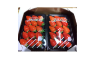 いちご味くらべ　おまかせセット(各パック240g×2(2種類以上))【1588404】