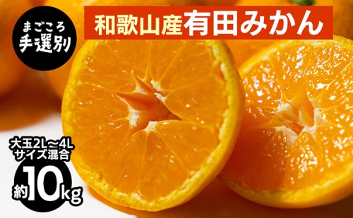 【まごころ手選別】和歌山の有田みかん 10kg 大玉(2L～4Lサイズ混合) ※2025年11月上旬～2026年1月下旬頃に順次発送予定 2097935 - 和歌山県美浜町