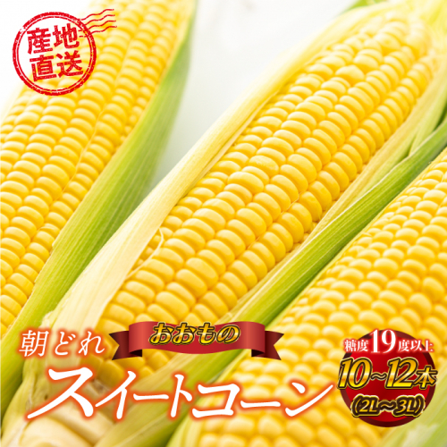 糖度19度以上朝どれスイートコーン「おおもの」10～12本（2L～3L） 2098190 - 島根県邑南町
