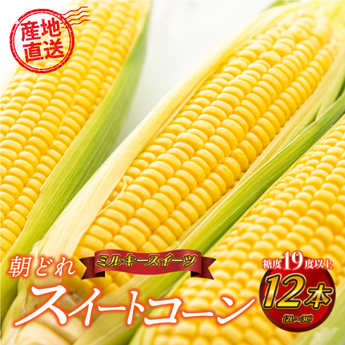 糖度19度以上朝どれスイートコーン「ミルキースイーツ」12本（2L～3L） 2098191 - 島根県邑南町