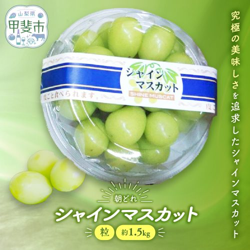 【2026年分発送】 ご家庭用 訳あり シャインマスカット 粒 1.5kg 先行予約 先行 予約 つぶつぶ 山梨県産 産地直送 フルーツ 果物 くだもの ぶどう ブドウ 葡萄 シャイン シャインマスカット 新鮮 人気 おすすめ 国産 贈答 ギフト お取り寄せ 朝どれ 山梨 甲斐市 AV-30 2098687 - 山梨県甲斐市