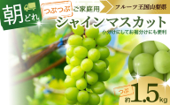 贅沢な甘さと上品な香り、瑞々しい果汁が口いっぱいに広がるシャインマスカットです【2025年分発送】 ご家庭用 訳あり シャインマスカット 粒 1.5kg 先行予約 先行 予約 つぶつぶ 山梨県産 産地直送 フルーツ 果物 くだもの ぶどう ブドウ 葡萄 シャイン シャインマスカット 新鮮 人気 おすすめ 国産 贈答 ギフト お取り寄せ 朝どれ 山梨 甲斐市 AV-30