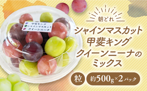 「朝どれ」の新鮮なシャインマスカットをその日のうちに発送いたします
【2025年分発送】【ご家庭用つぶつぶ】ぶどう3種　約1kg　先行予約 先行 予約 山梨県産 産地直送 フルーツ 果物 くだもの ぶどう ブドウ 葡萄 シャイン シャインマスカット 新鮮 人気 おすすめ 国産 山梨 甲斐市 AV-40 2098723 - 山梨県甲斐市