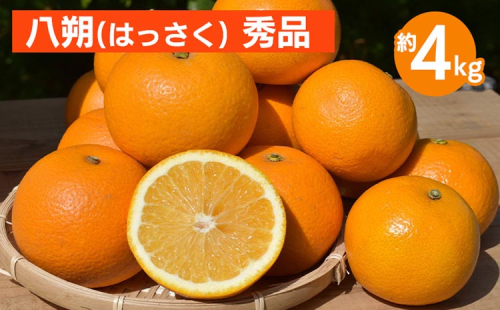 和歌山県産 八朔 4kg 秀品 ※2026年1月上旬~3月下旬頃に順次発送予定 2098946 - 和歌山県美浜町