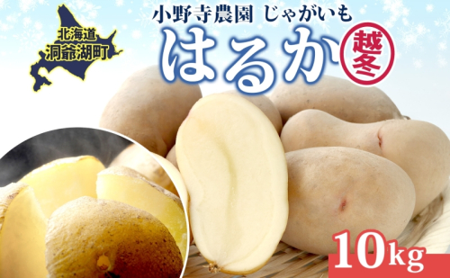 じゃがいも 越冬はるか 10kg 2026年1月中旬～3月下旬ごろお届け しっとり 甘い ロースト じゃがバター 産地直送 お取り寄せ 国産 小野寺農園 北海道 洞爺湖町 2099461 - 北海道洞爺湖町