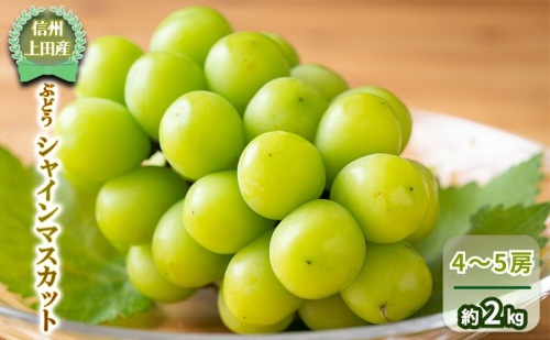 【信州上田産】 ぶどう シャインマスカット 4～5房 約2kg 葡萄 ブドウ マスカット 2kg 果物 くだもの フルーツ デザート 旬の果物 旬のフルーツ 長野県 長野 2099672 - 長野県上田市