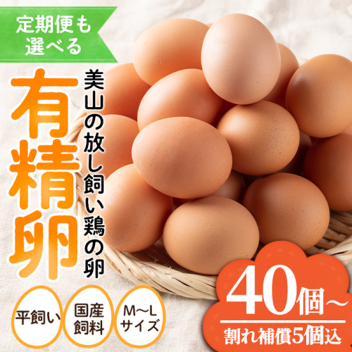 No.781/No.782 ＜定期便も選べる！＞鹿児島県産有精卵(40個/定期便・40個×6回連続) 割れ保証付 国産 九州産 鹿児島県産 たまご タマゴ 有精卵 卵 鶏卵 生卵 おかず TKG 卵かけご飯 朝食 定期便 頒布会 数量限定【美山たまご王国】 2099936 - 鹿児島県日置市