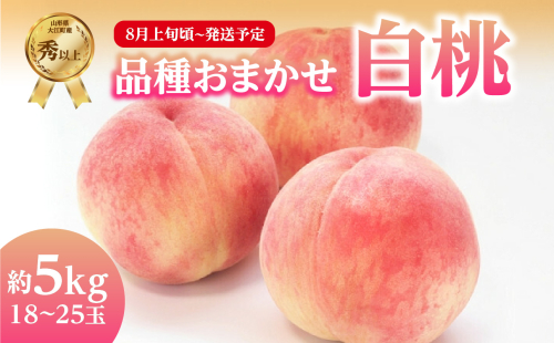 《先行受付》品種おまかせ 白桃 約5kg【秀以上】 （18～25玉）【2025年8月上旬頃～発送予定】 【001-101】 2102107 - 山形県大江町