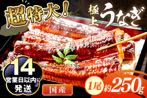 超特大！極上！国産うなぎ蒲焼 1尾 250g前後
 2102110 - 京都府京丹後市