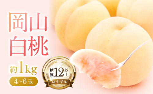 桃 2026年 先行予約 岡山 白桃 ロイヤル  約1kg 4～6玉 JAおかやまのもも（早生種・中生種） もも モモ 岡山県産 国産 フルーツ 果物 ギフト  210214 - 岡山県瀬戸内市