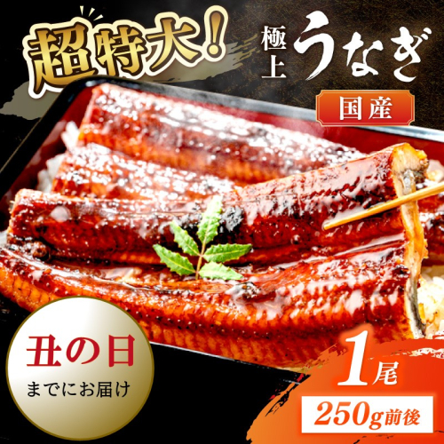 【7月30日～8月1日配送】超特大！極上！国産うなぎ蒲焼 1尾 250g前後 2103184 - 京都府京丹後市