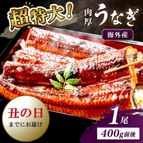 【7月18～20日配送】超特大！ふっくら肉厚！うなぎ蒲焼 1尾 400g前後 2103187 - 京都府京丹後市