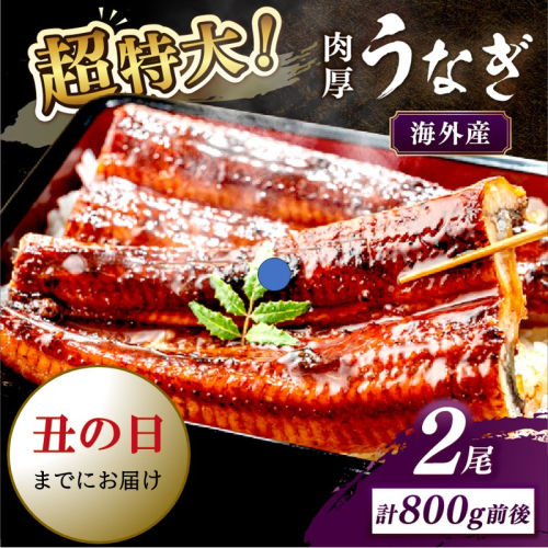 【7月18～20日配送】超特大！ふっくら肉厚！うなぎ蒲焼 2尾 合計800g前後 2103189 - 京都府京丹後市